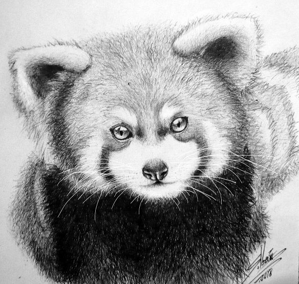 Red panda Giant panda Drawing Chibi How To Draw A Chibi Panda mammal cat  Like Mammal png  PNGEgg