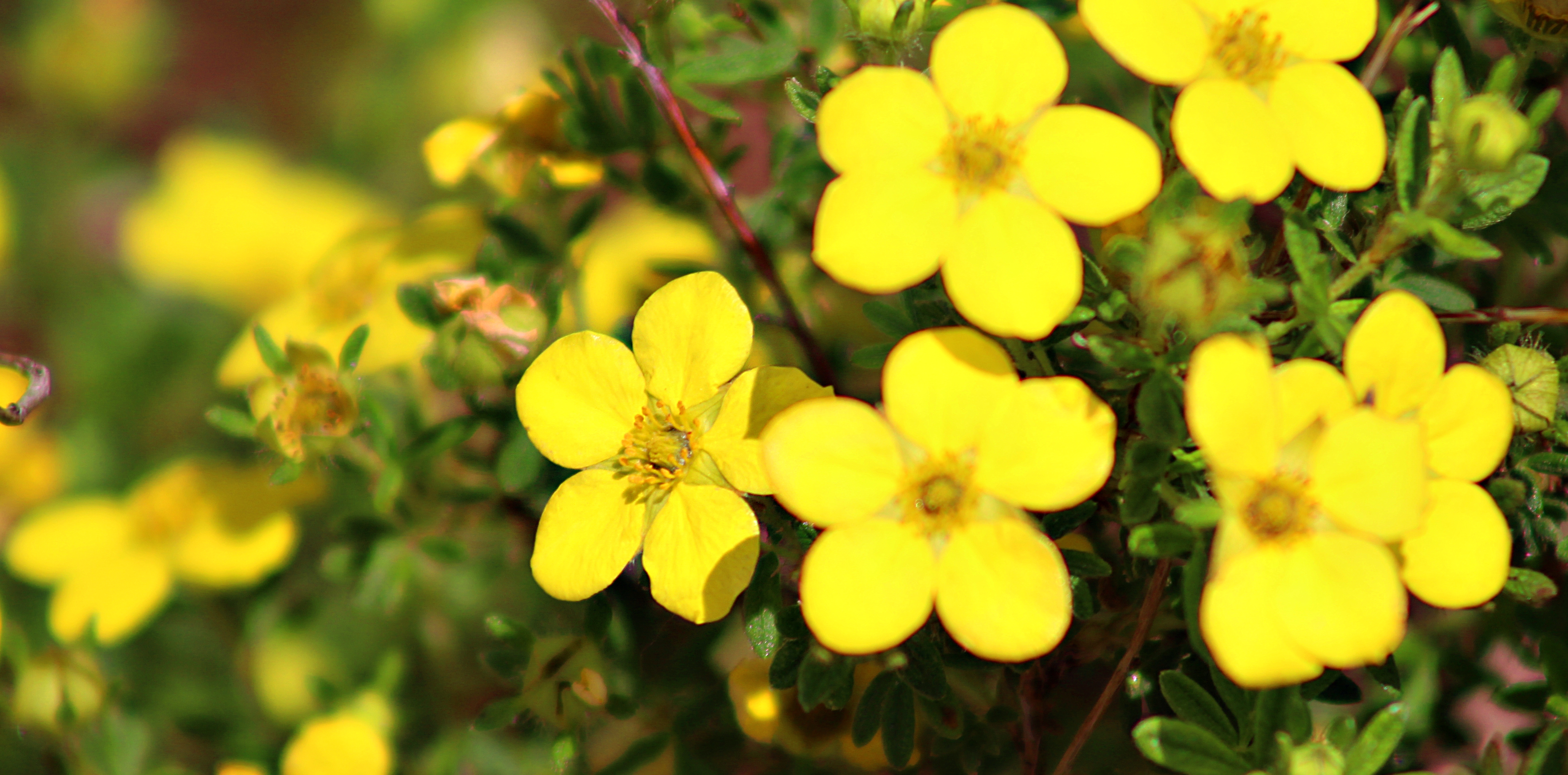 yellow flowers 1.jpg