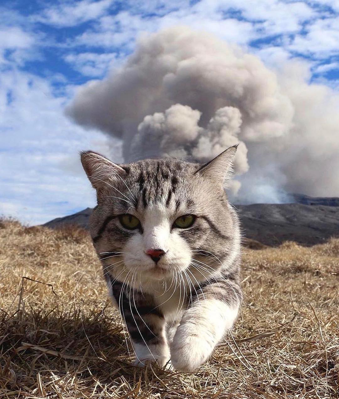 Nyankichi the cat walking away from the erupting Aso volcano.jpg