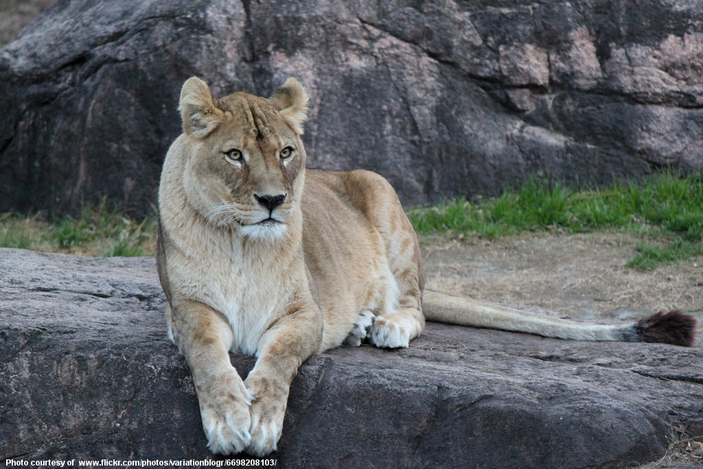 Lioness Portrait Pose-081316.jpg