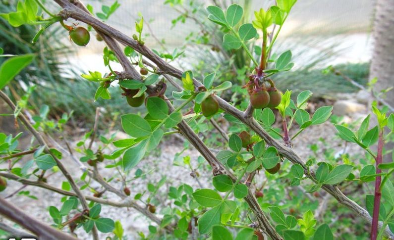 Commiphora_gileadensis4092.jpg