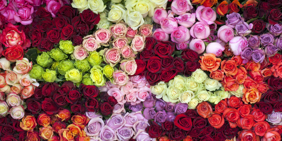 Good Morning All Diffrenr Colors Of Roses For You Select Ur