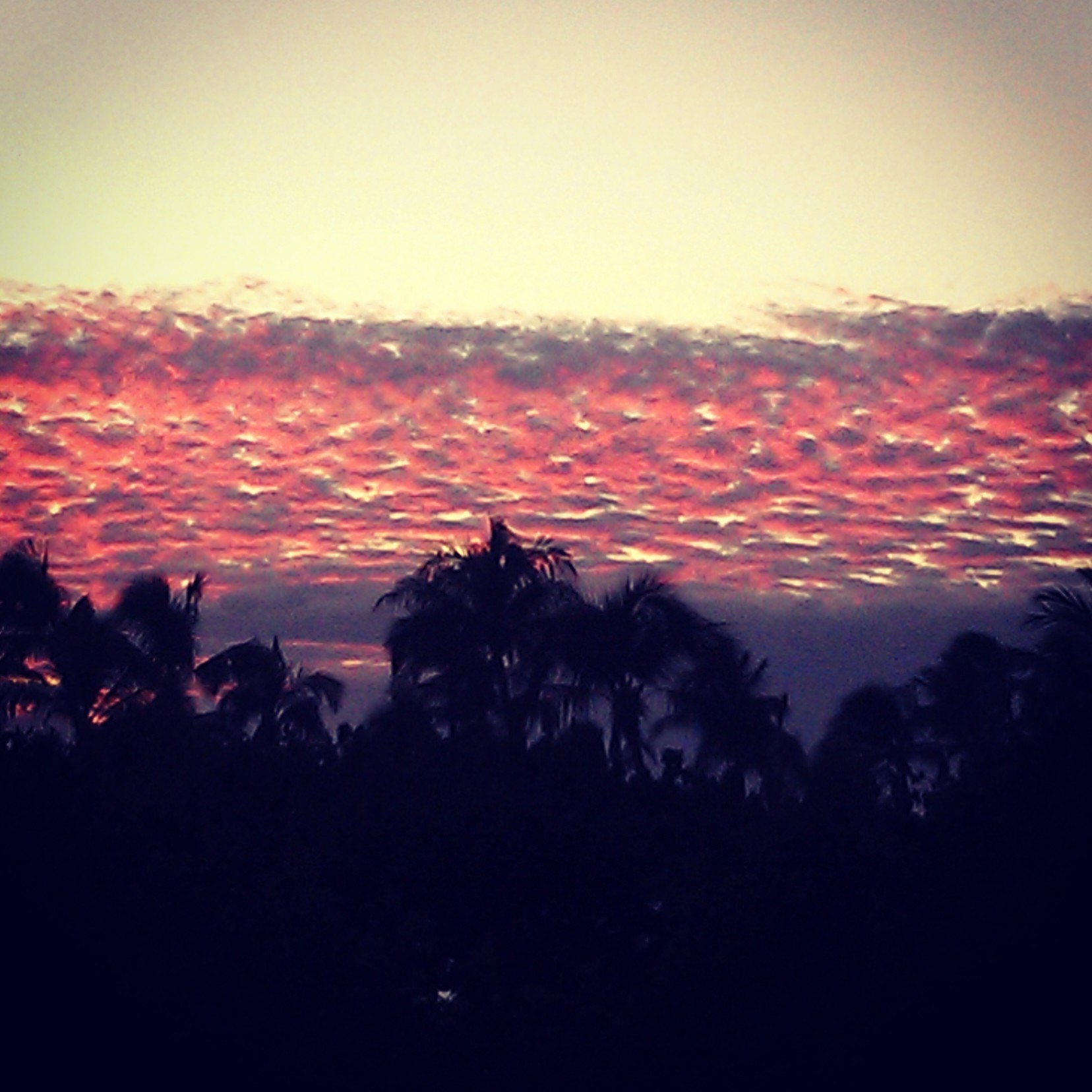 Sunset Over the Trees in Los Angeles.jpg