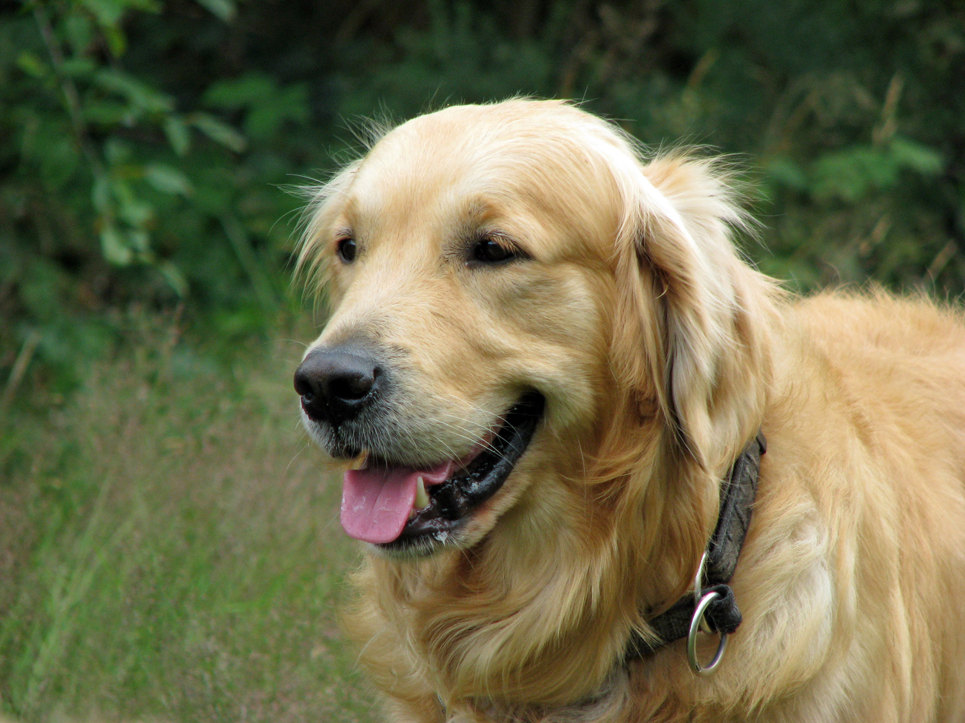 golden-retriever-dog.jpg