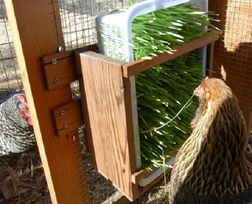 $21-Awesome-DIY-Projects-To-Upgrade-Your-Chicken-Coop-8.jpg