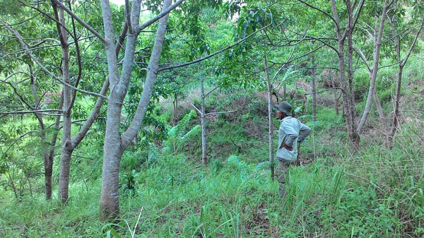 hutan_kemiri_cijapun.jpg