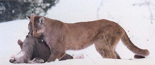 puma moose.jpg