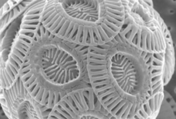 Everyday Objects Under A Microscope (gifs and pictures) — Steemit