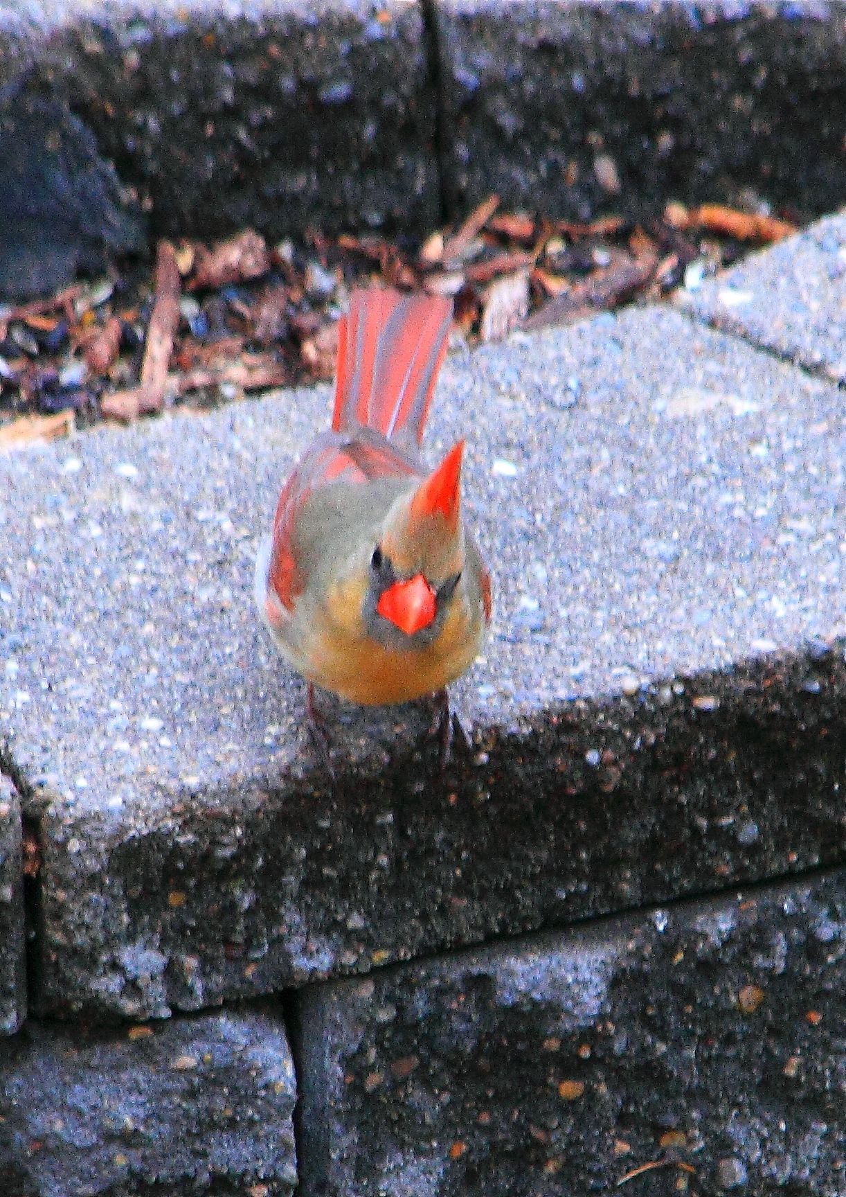 northern cardinal PFW19-13sat.JPG