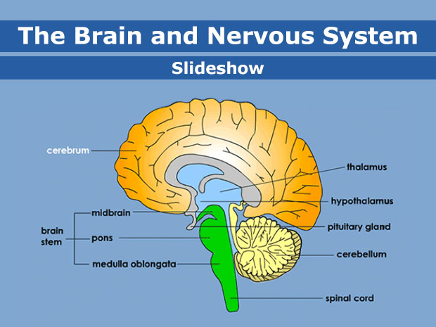 Brain-enSS-1.jpg