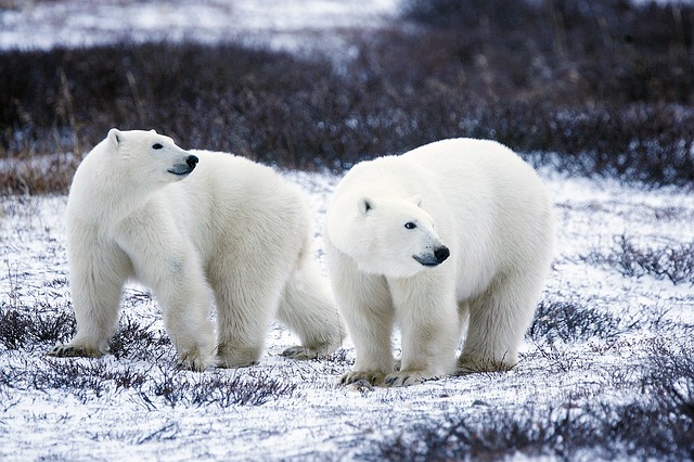polar-bears-1665367_640.jpg