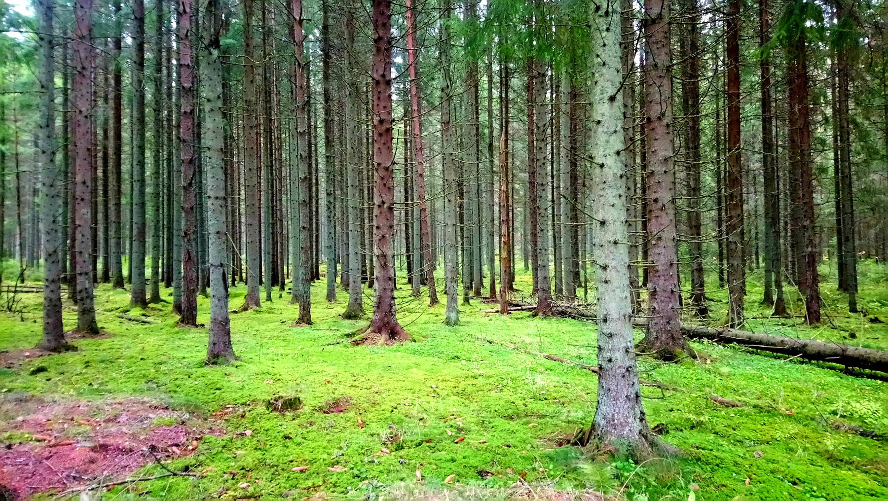 skog.jpg