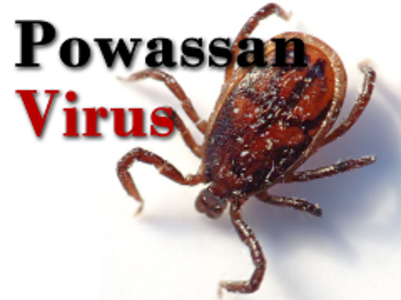 powassan-virus.png