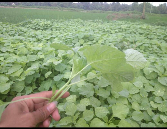 WhatsApp Image 2018-01-19 at 14.35.17.jpeg