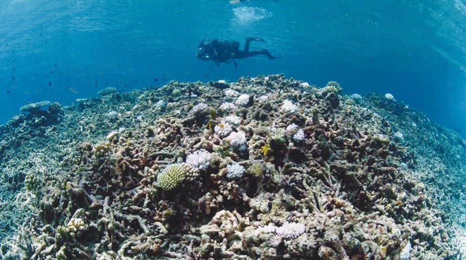 Bleaching-events-in-recent-years-have-highlighted-the-need-for-rapid-action-to-save-the-worlds-coral-reefs.jpg