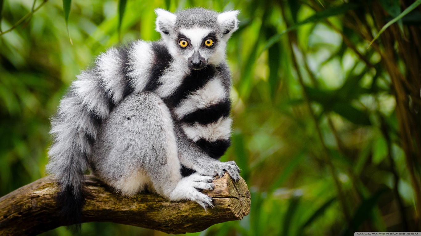 ring_tailed_lemur_2-wallpaper-1366x768.jpg