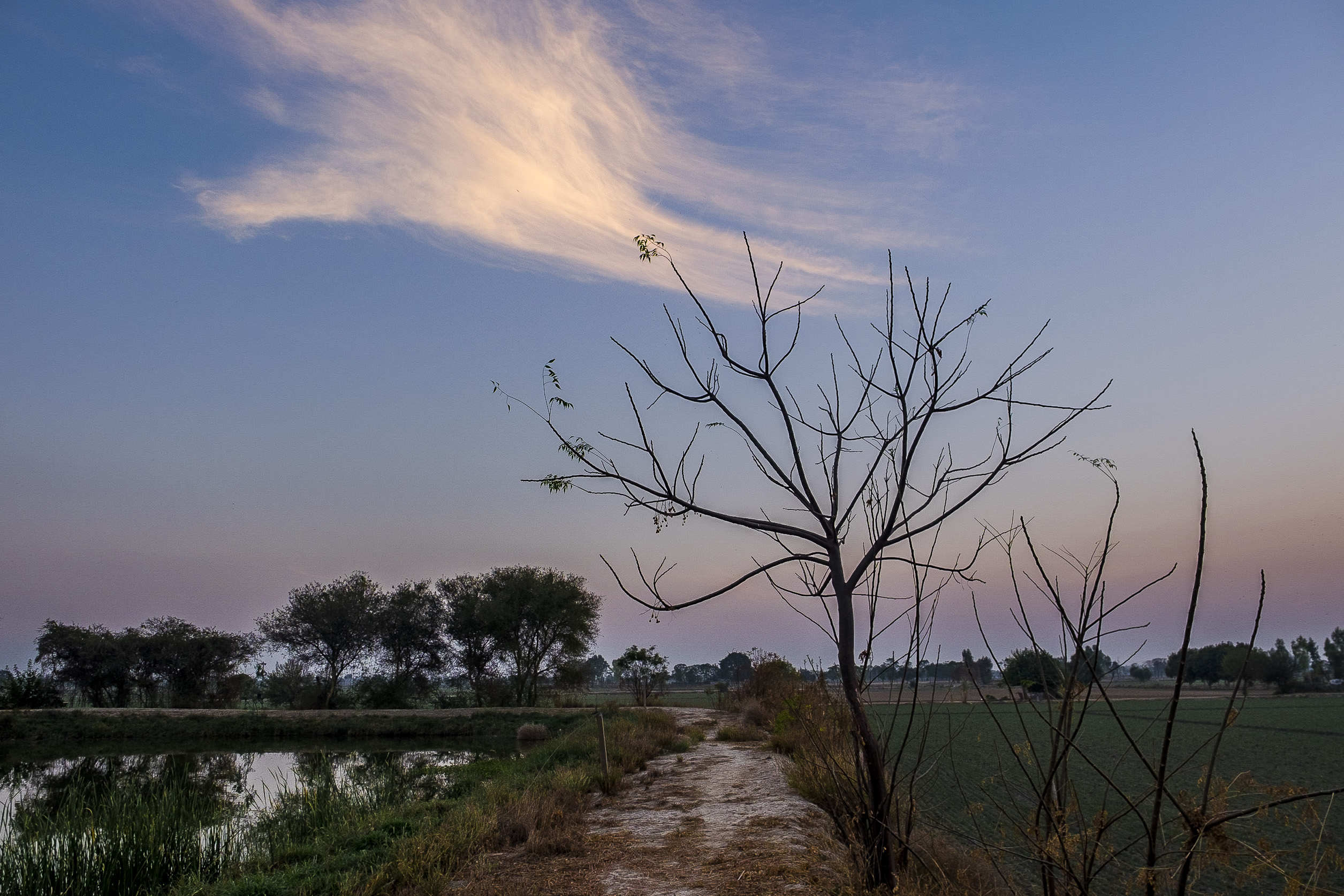 fields-punjab.jpg