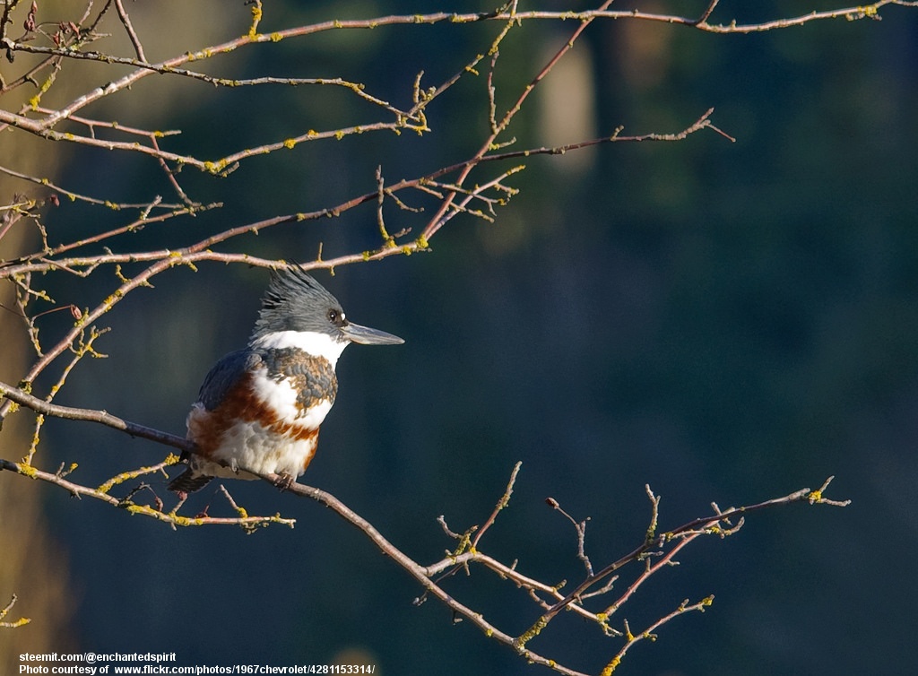 BeltedKingfisherFemale-030118.jpg