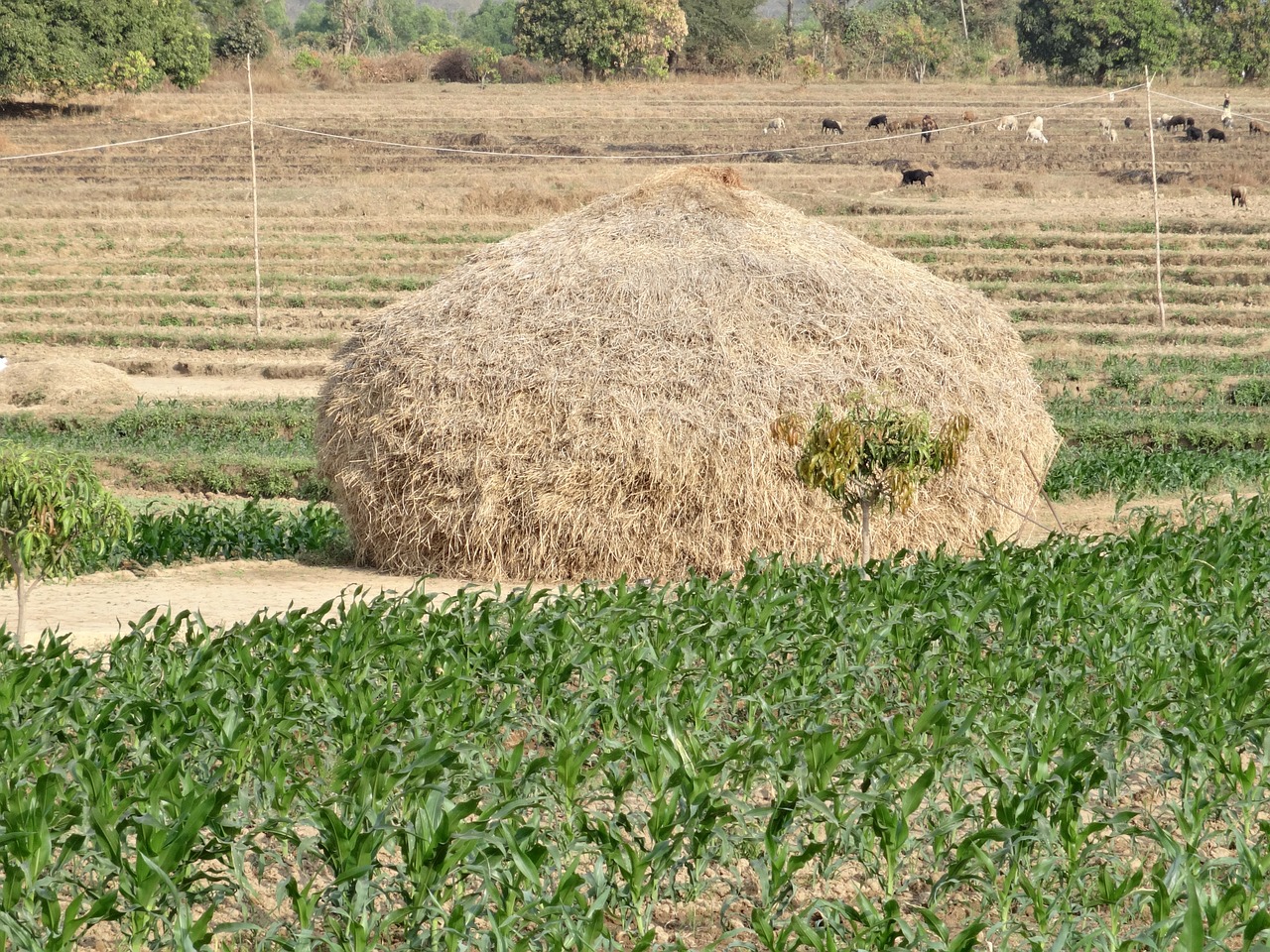 haystack.jpg