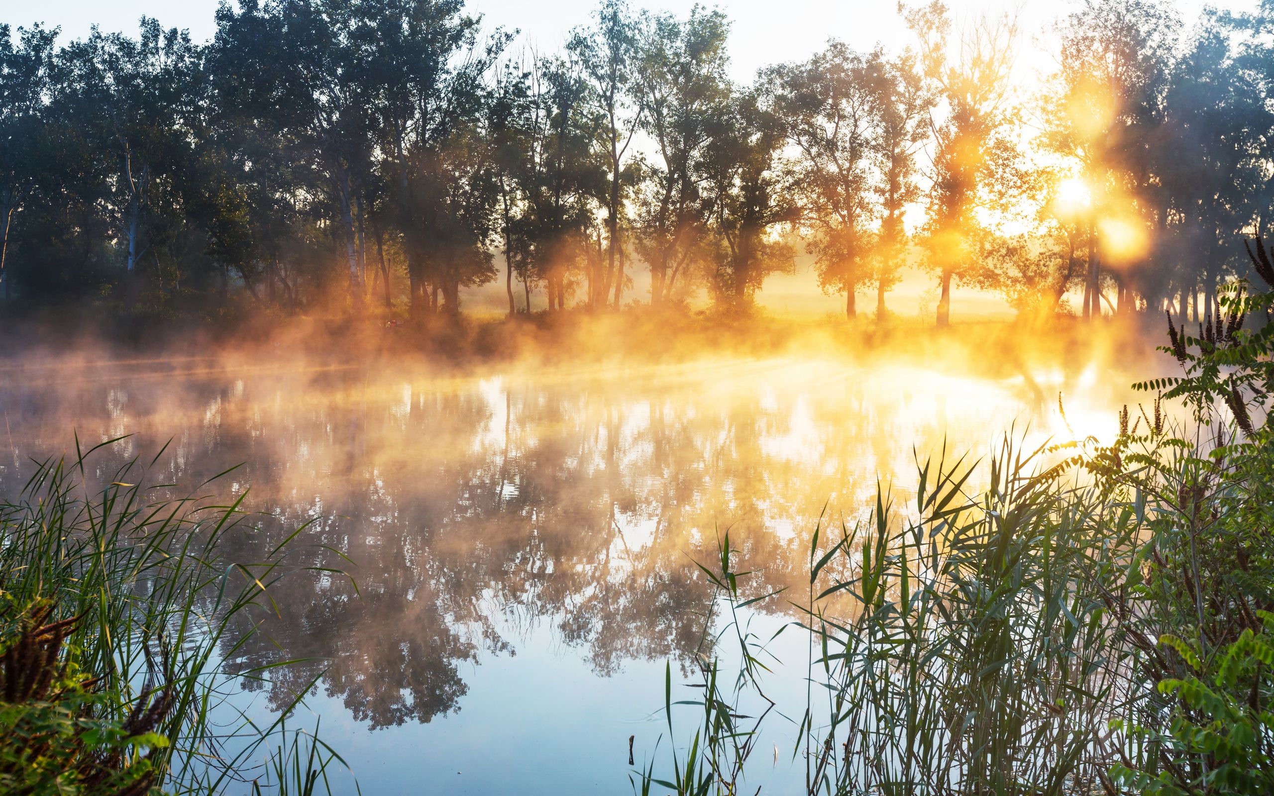 《飞鸟与夏花》每天一首自译飞鸟集（11）