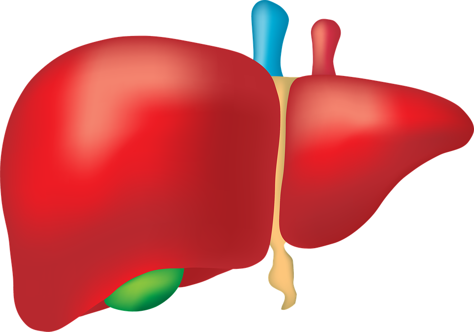 liver-2934612_960_720.png