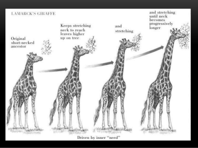 Lamarck Giraffe.jpg