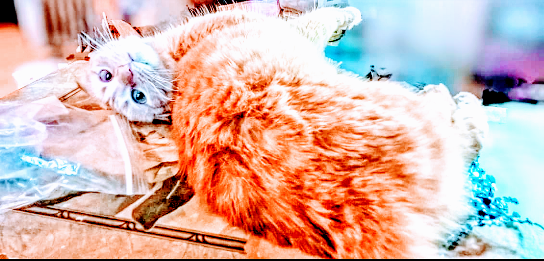 Screenshot_20180325-151231.png