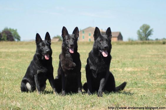 blackgermanshepherd.jpg