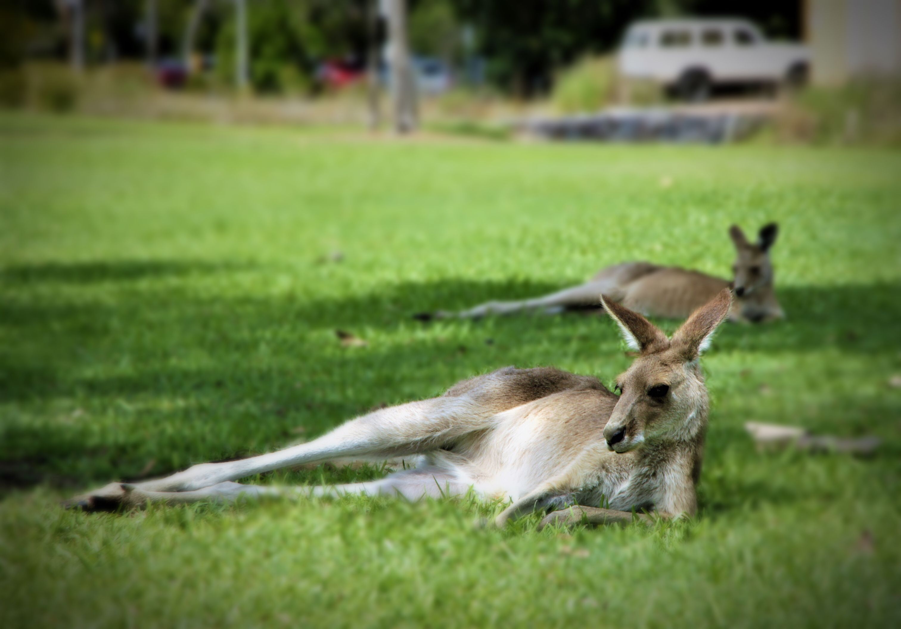 #2  Monday Animal Photography - Chilling in Style 就让我优雅地消消暑