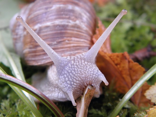 snail-193611_640.jpg