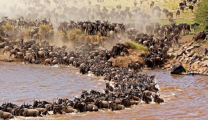 wildebeest migration.jpg