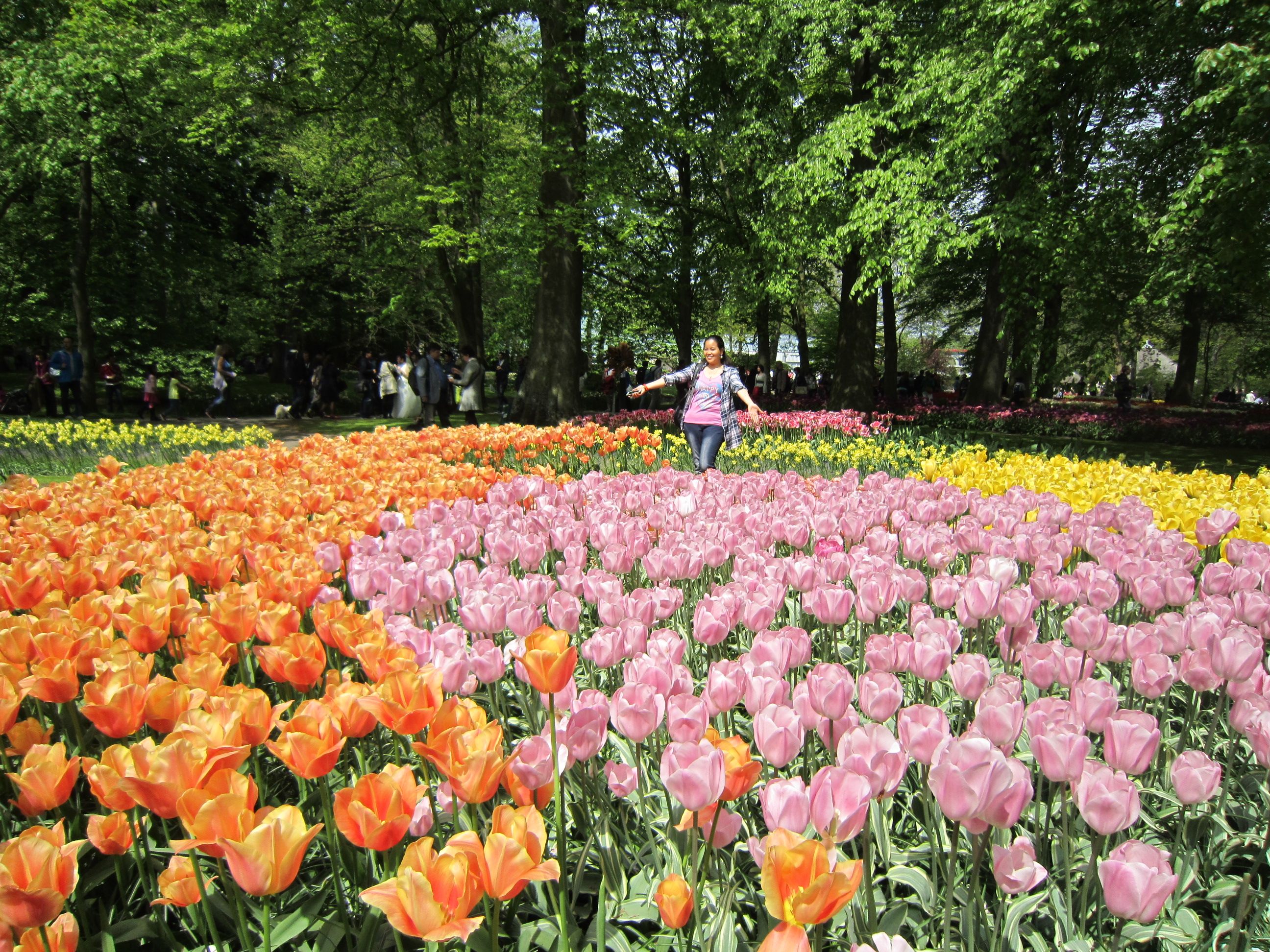 amazing flowers in the world #06 : tulips garden, keukenhof, the
