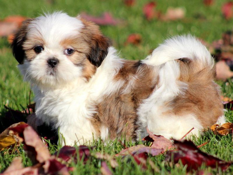 shih-tzu-sitsu-elityavru.jpg