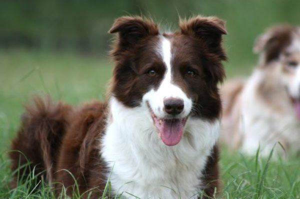 border-collie-marrom-e1479847261814.jpg