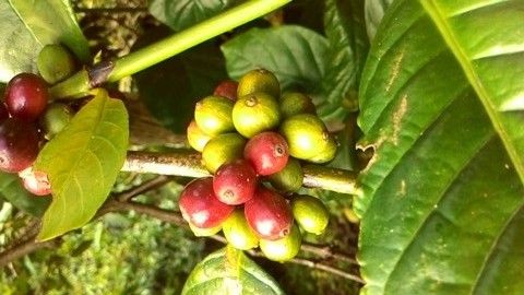 buah kopi robusta.jpg