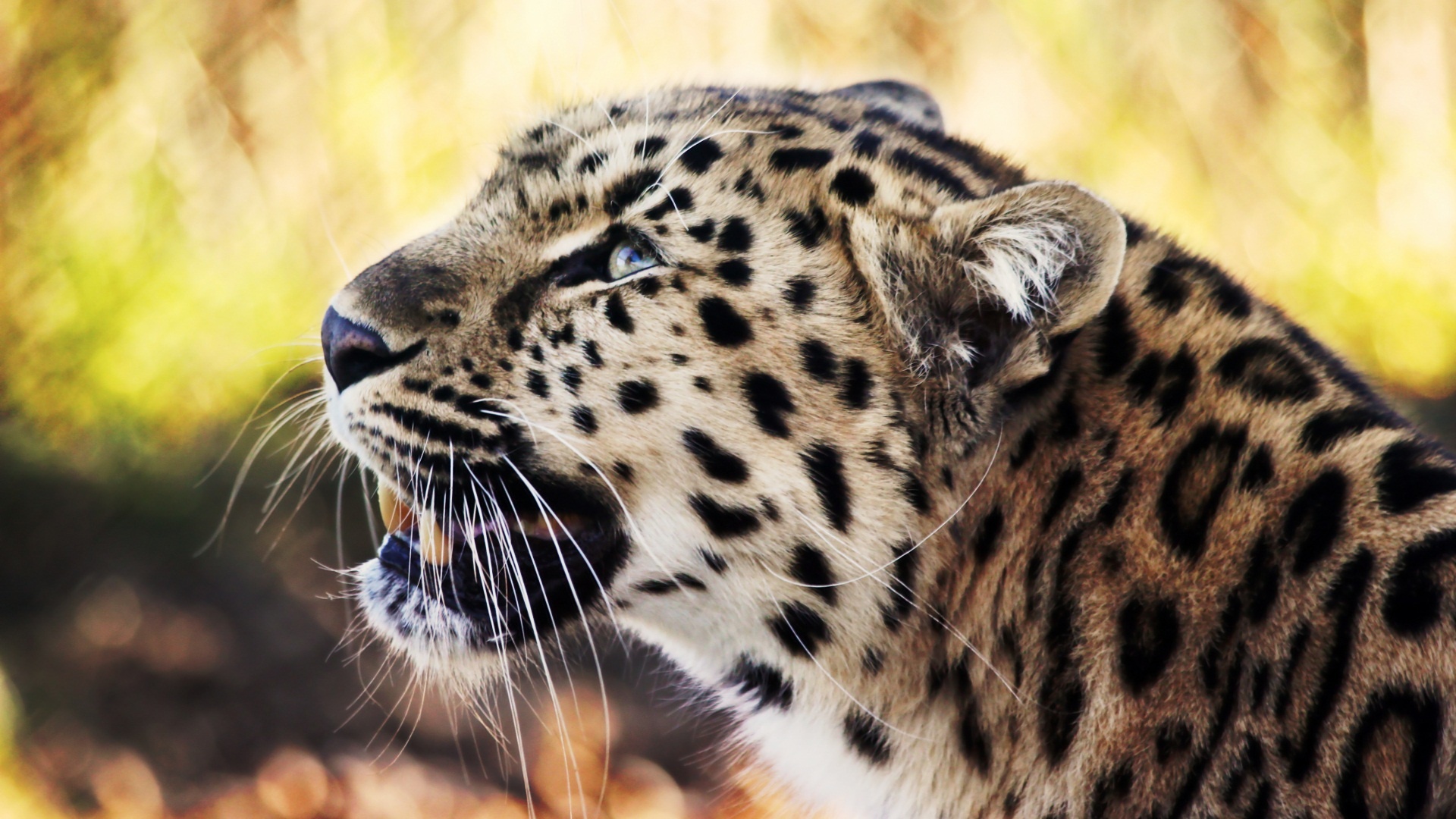 leopard_1080p-1920x1080.jpg