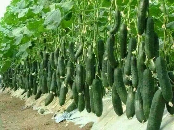 My Garden Project I Plant Cucumber Steemit