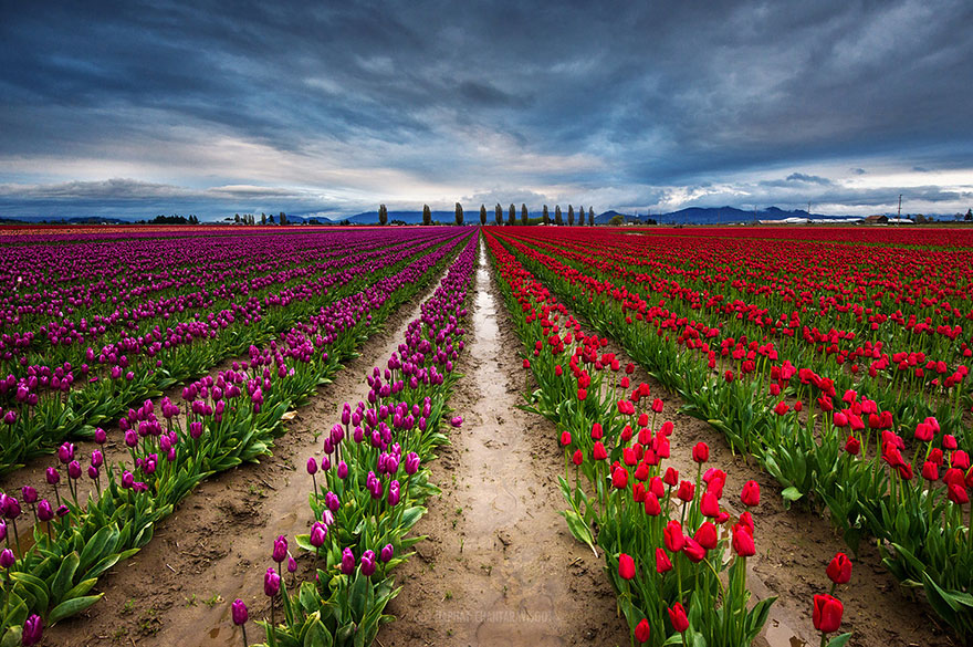 flower-tulip-fields-netherlands-3.jpg