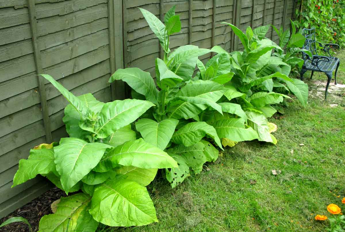 how to grow tobacco plants How to Grow Tobacco - Golden Virginia