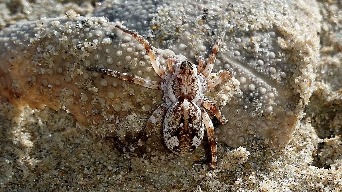 All About Beach Spiders