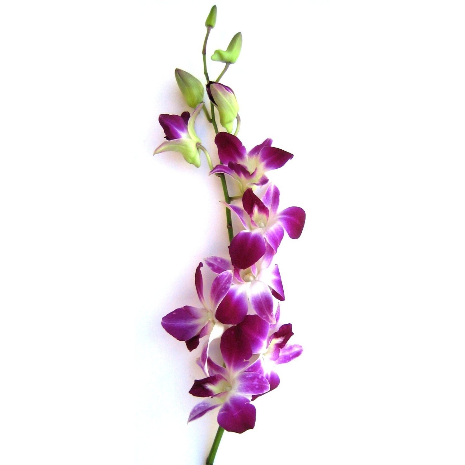 orchid.jpg