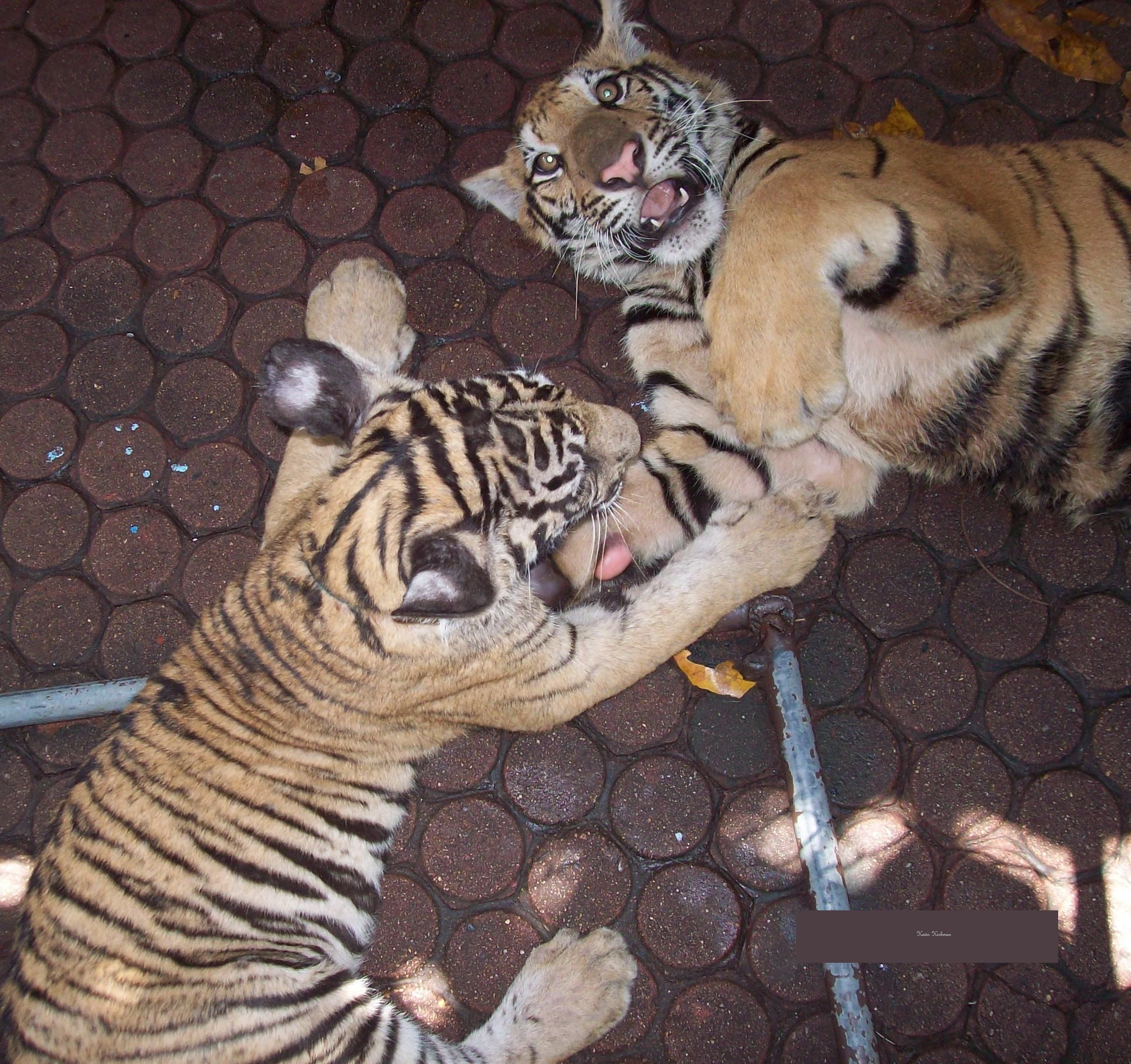 Thai Tigers.jpg