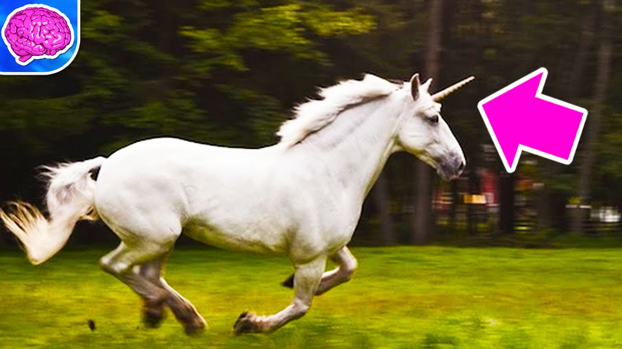 Does Unicorn Really Exist? (Scientific Explanation) — Steemit