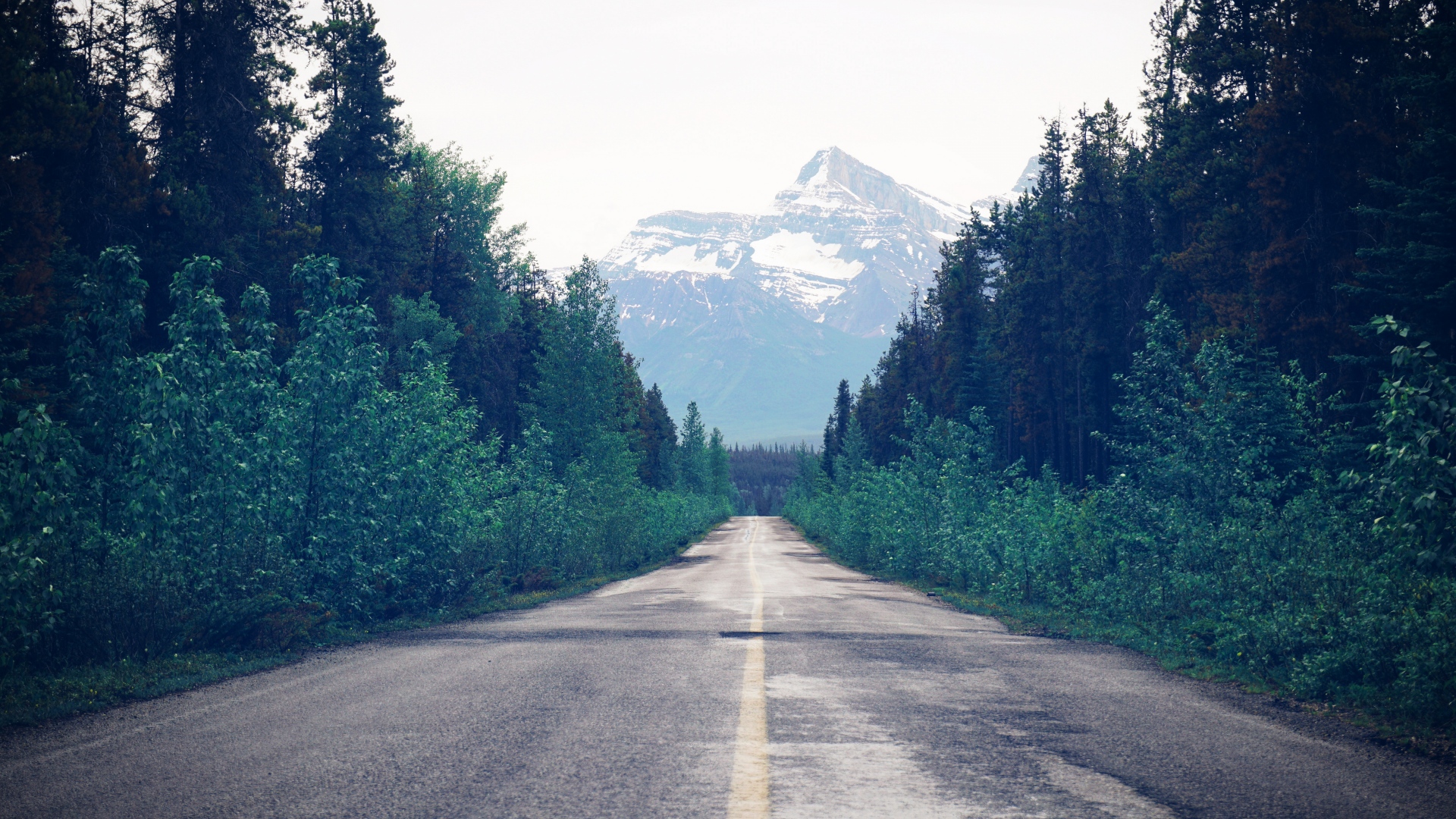 road_trees_forest_marking_116864_1920x1080.jpg