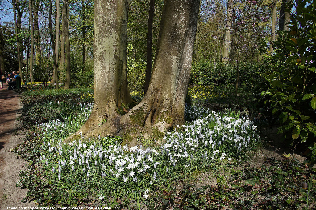 FlowersAroundTreeInSpring-001-041118.jpg