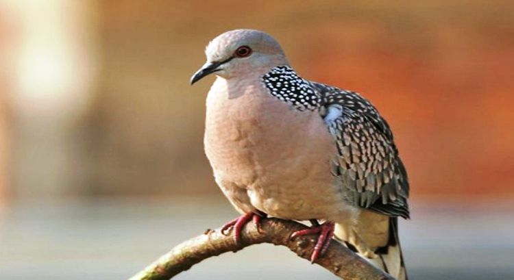 Terkukur Biasa Indonesia Dan English Steemit