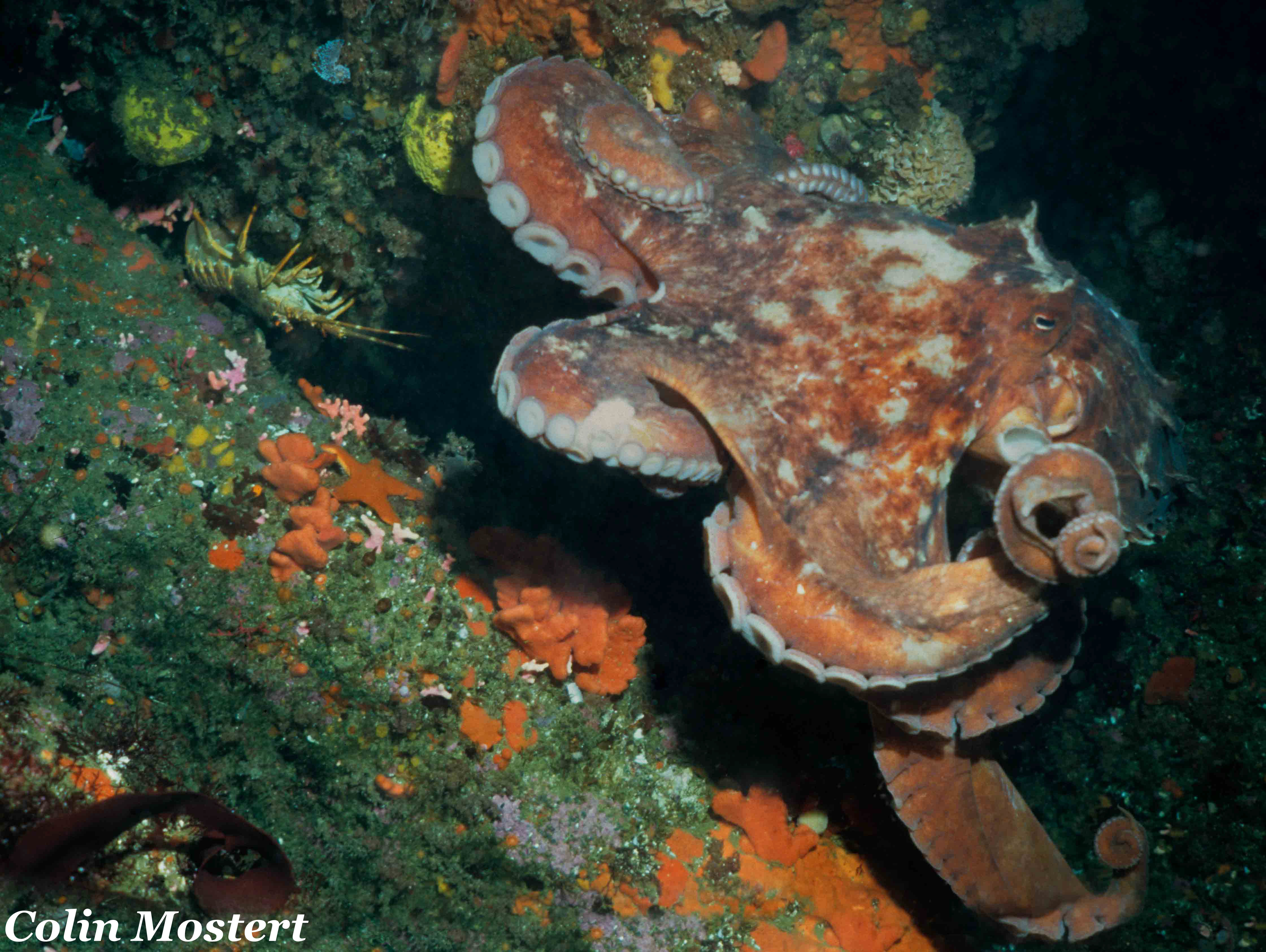 cape giant octopus small.jpg