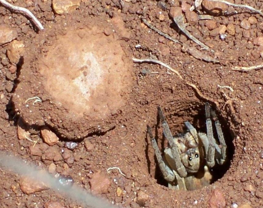 Amazing Outback Trapdoor Spider Sneaky And Clever At The Same