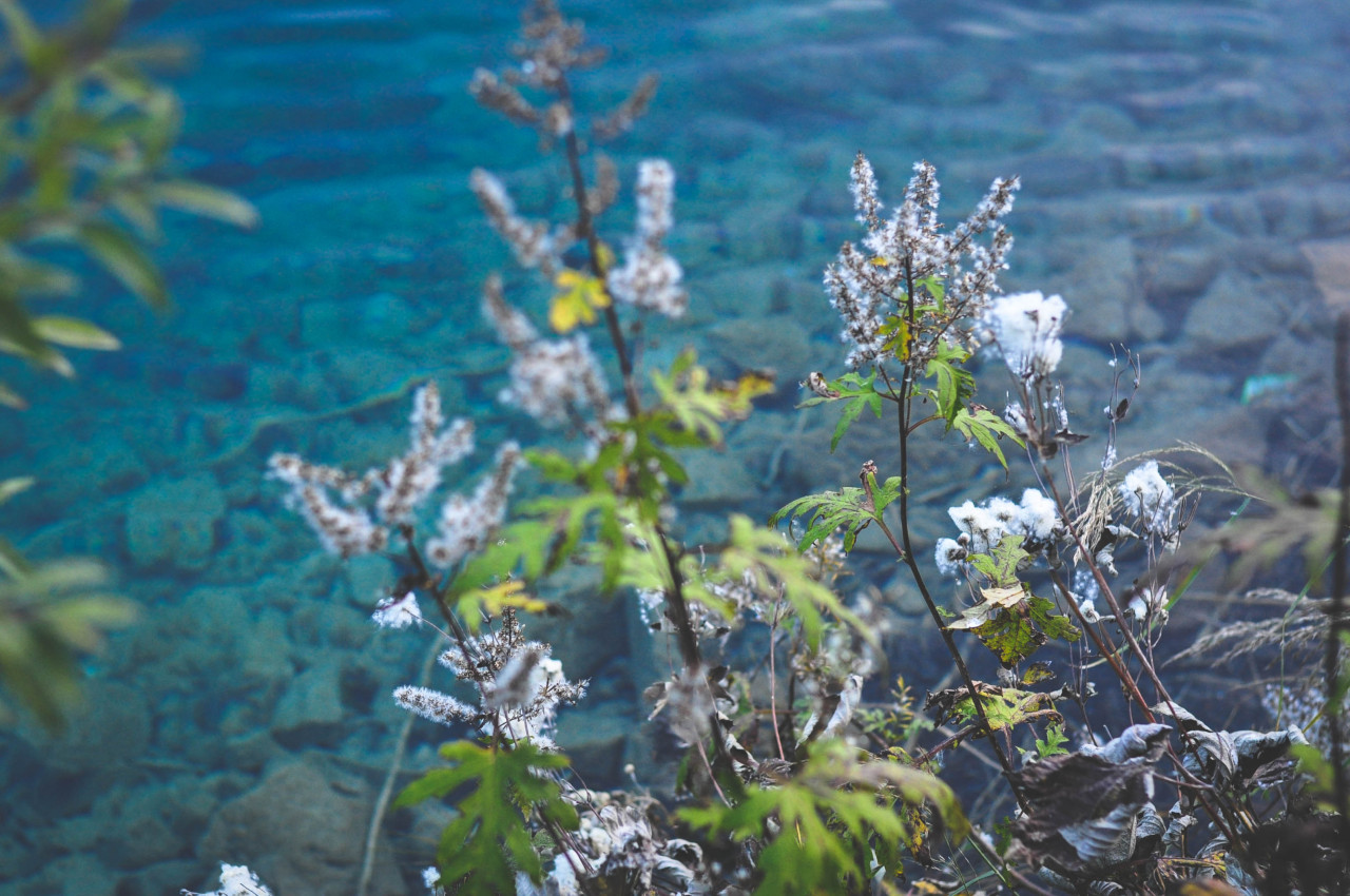 116.Flowers on lake at Jiuzhaigou, Sichuan, China..jpg