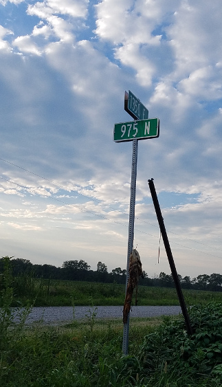 A carcass from a huge catfish hanging on a street sign